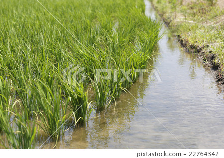 Paddy field Paddy field 22764342