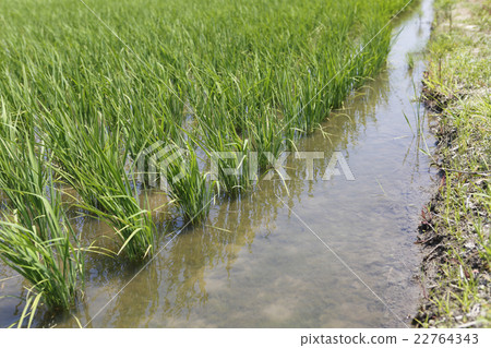 Paddy field Paddy field 22764343