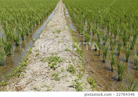 Paddy field 22764346