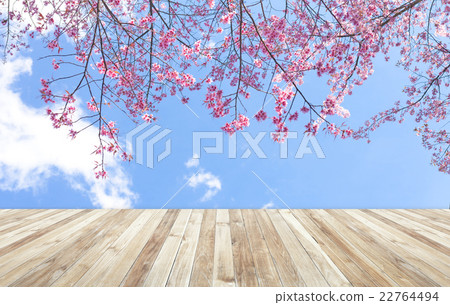 Wood table and Beautiful pink flowers blossom 22764494