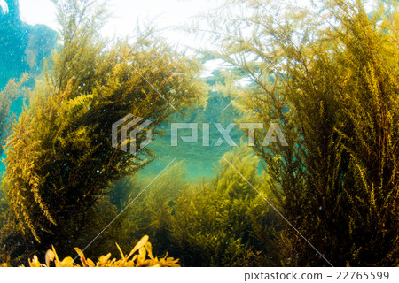 Seaweed from Hayama Shibasaki 22765599