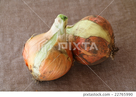 新洋蔥 新洋蔥 22765990