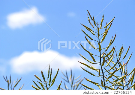 rapeseed rapeseed 22766134