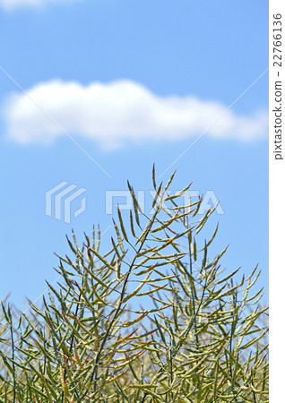 rapeseed 22766136
