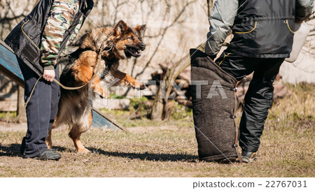 German Shepherd Dog Training. Biting Alsatian Wolf German Shepherd Dog Training. Biting Alsatian Wolf 22767031