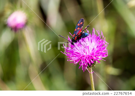 a moth six-spot burnet on a purple flower 22767654