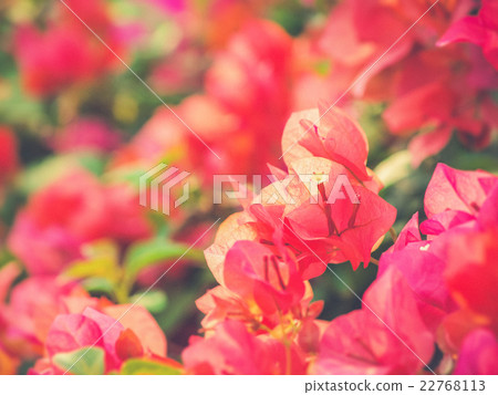 image of bright Bougainvillea image of bright Bougainvillea 22768113