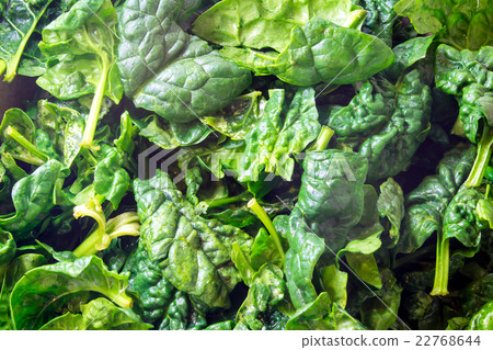 closeup of fresh spinach 22768644