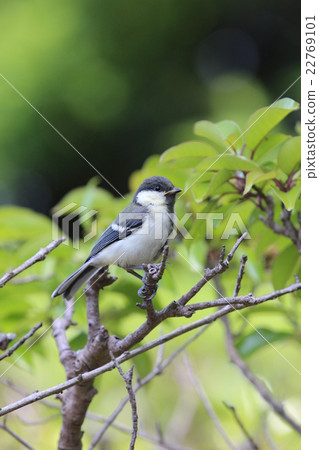 嵌套感覺有尊嚴的山雀 22769101