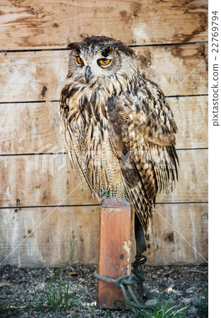 Eurasian eagle owl - Bubo bubo - bred in captivity Eurasian eagle owl - Bubo bubo - bred in captivity 22769794
