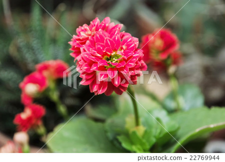 Detail photo of red Dahlia flower, natural scene Detail photo of red Dahlia flower, natural scene 22769944