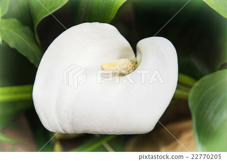 Beautiful white Calla lily flower 22770205