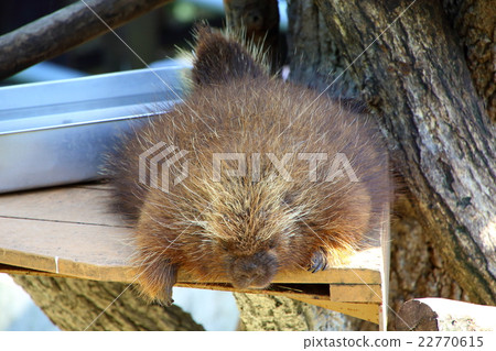Beaver Beaver 22770615