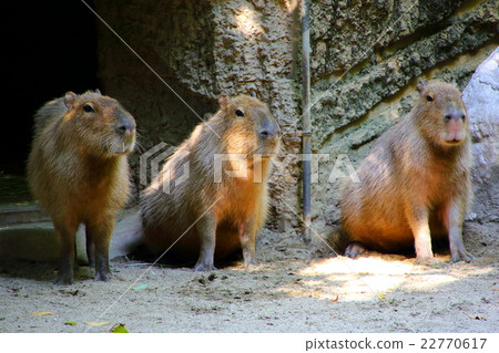 Capybara Capybara 22770617