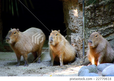 Capybara 22770618