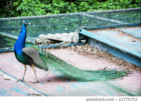 Beautiful Indian peafowl - Pavo cristatus walking 22770752