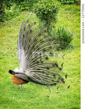 图库照片 indian peafowl pavo cristatus male(peacock)