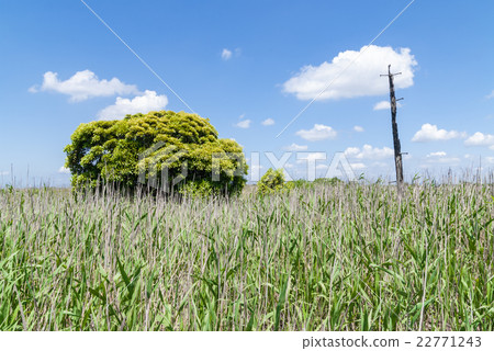 與蘆葦平底鞋 與蘆葦平底鞋 22771243