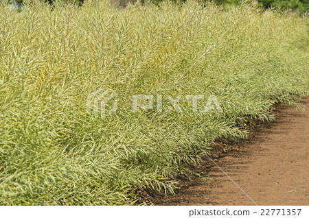 rapeseed rapeseed 22771357