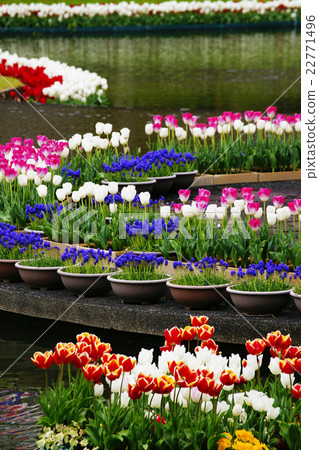 Tulip Tulip 22771496