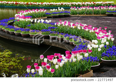 Tulip Tulip 22771497