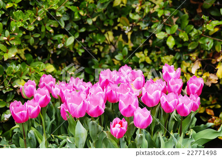 Tulip Tulip 22771498