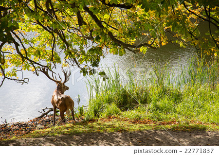 Deer at a Lake 22771837