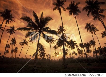 SRI LANKA HIKKADUWA COCONUT PLANTATION 22772035