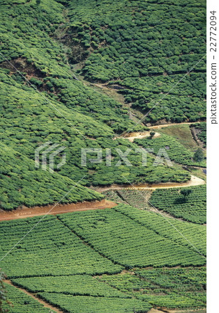 SRI LANKA NUWARA ELIYA TEA PLANTATION 22772094