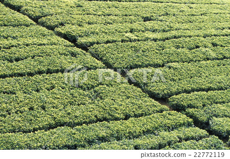 SRI LANKA NUWARA ELIYA TEA PLANTATION SRI LANKA NUWARA ELIYA TEA PLANTATION 22772119