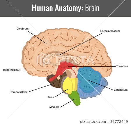 Human Brain detailed anatomy. Vector Medical 22772449