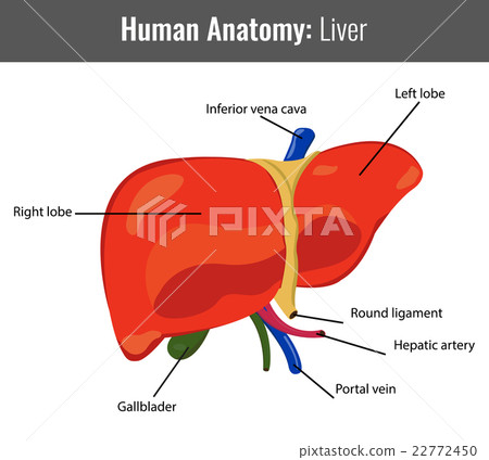 Human Liver detailed anatomy. Vector Medical 22772450