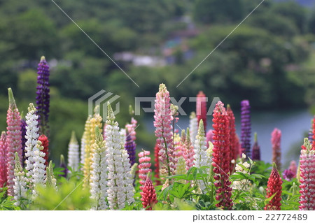 Lupine Lupine 22772489