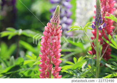  Lupine 22772490