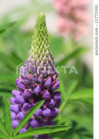  Lupine 22772491