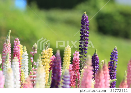 Lupine Lupine 22772511