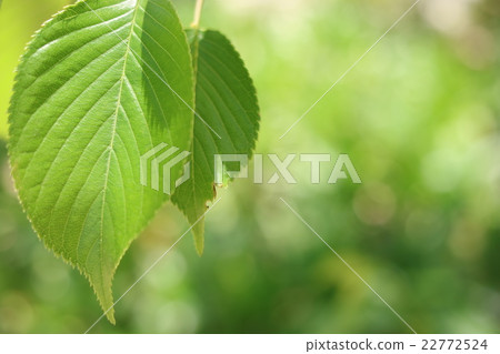 leaf  22772524