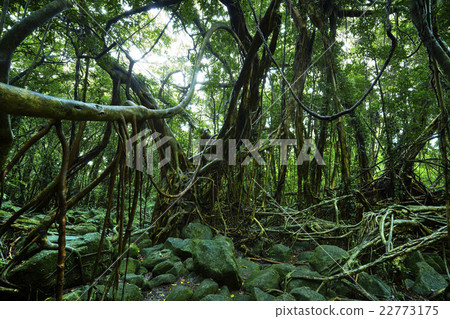 Yakushima Sarukawa Banjumaru Yakushima Sarukawa Banjumaru 22773175