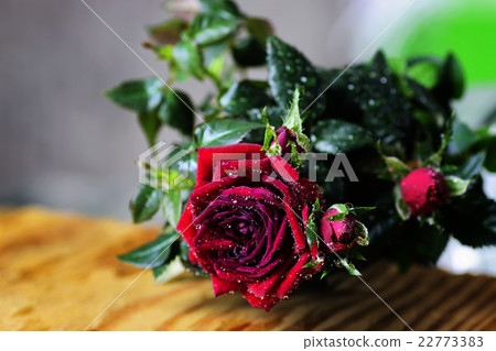 Rose bud drop macro Rose bud drop macro 22773383