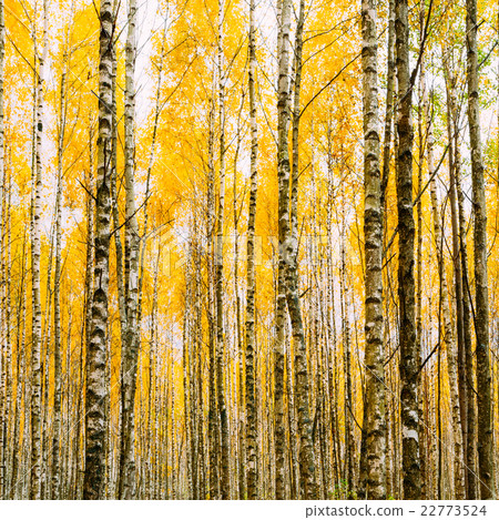 Birch Trees In Autumn Woods Forest. Yellow Foliage 22773524
