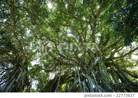 Yakushima middle bunjumaru 22773637