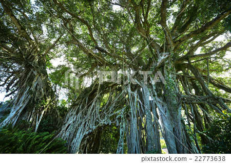Yakushima middle bunjumaru Yakushima middle bunjumaru 22773638