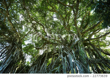 Yakushima middle bunjumaru Yakushima middle bunjumaru 22773639