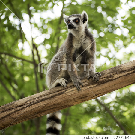 Ring-tailed lemur sitting Ring-tailed lemur sitting 22773645