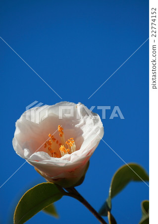 茶花 22774152
