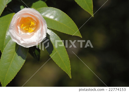 茶花 茶花 22774153