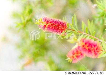 Weeping Bottle Brush pastel tone Weeping Bottle Brush pastel tone 22774188