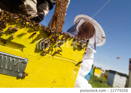 One woman beekeeper checking the honeycomb of a beehive 22774208