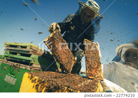 Two beekeepers checking the honeycomb of a beehive 22774210