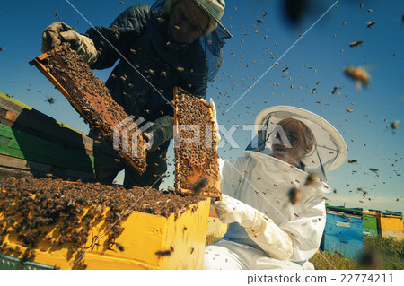 Two beekeepers checking the honeycomb of a beehive 22774211